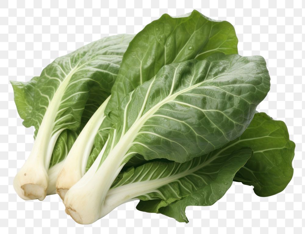 PNG Bok choi vegetable plant food. AI generated Image by rawpixel.
