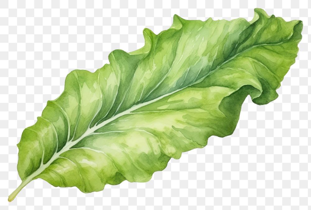 PNG Lettuce watercolor vegetable plant leaf. AI generated Image by rawpixel.