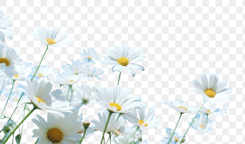 PNG Spring daisies sky outdoors blossom. AI generated Image by rawpixel.