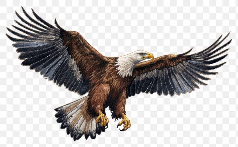 PNG  Animal flying eagle bird.