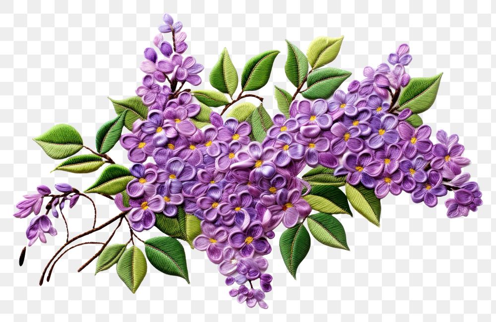 PNG  Lilac blossom flower plant.