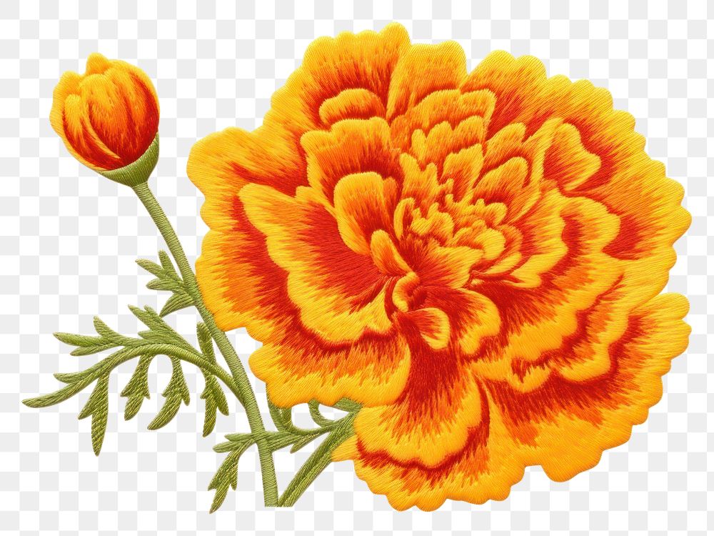 PNG  Marigold flower dahlia petal.