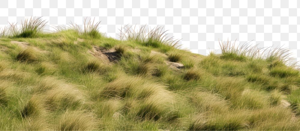 PNG Wild grass hills nature grassland landscape. AI generated Image by rawpixel.