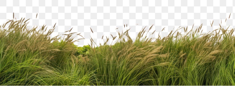 PNG Hills of wild grass landscape outdoors nature. AI generated Image by rawpixel.