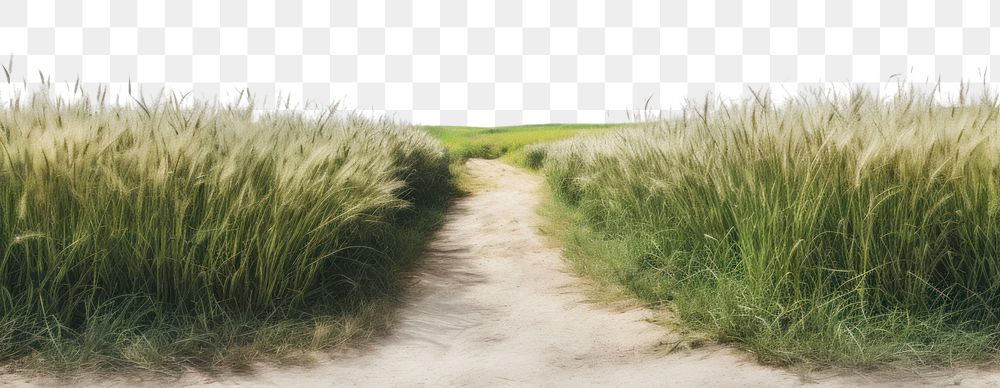 PNG Road through grass field landscape nature outdoors. AI generated Image by rawpixel.
