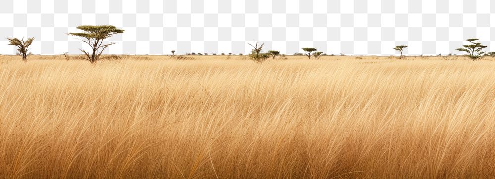 PNG Savanna grass field landscape nature grassland. AI generated Image by rawpixel.