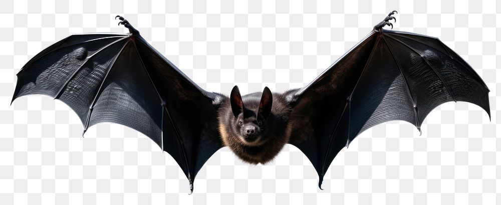 PNG Gothic bat wildlife animal.