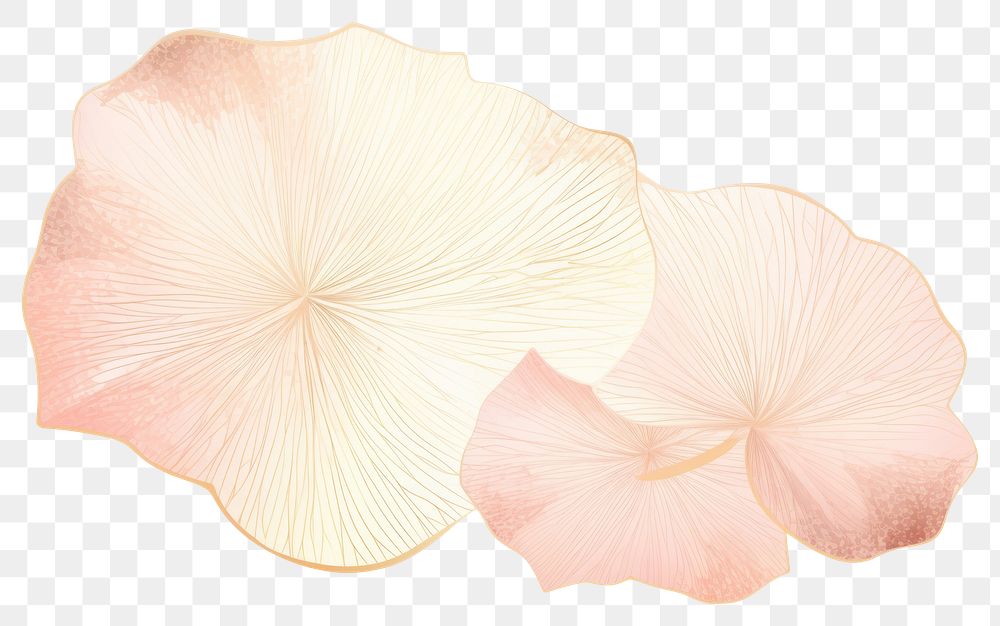 PNG Lotus leaf flower petal plant.