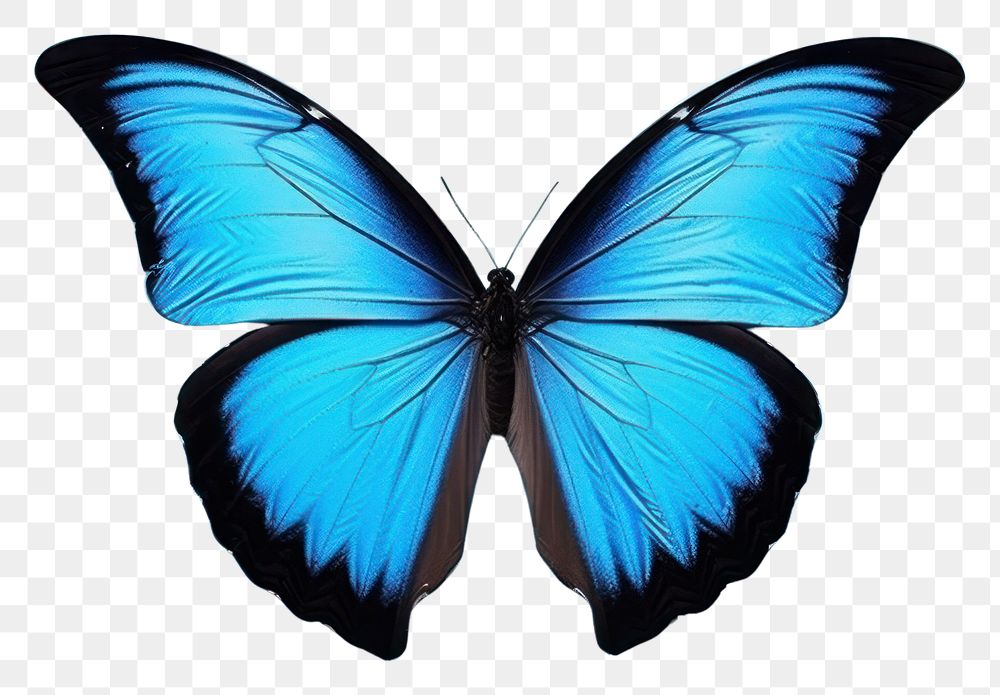PNG  Blue Morpho Butterfly butterfly animal insect. AI generated Image by rawpixel.