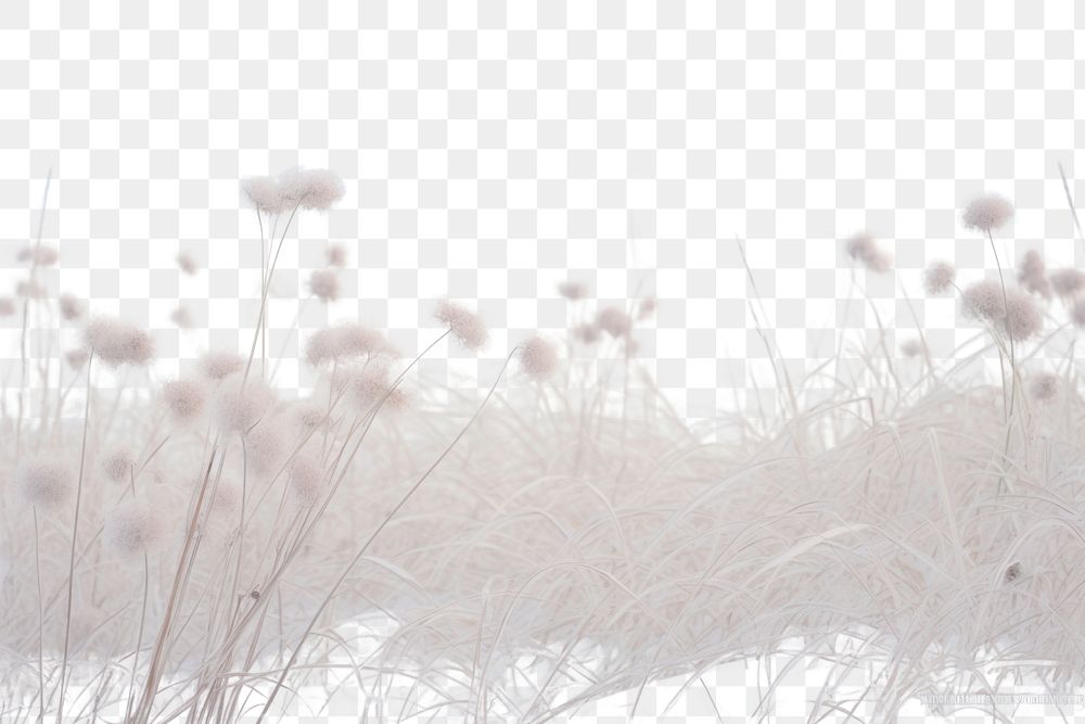 PNG  Snow flower filed landscape outdoors nature.