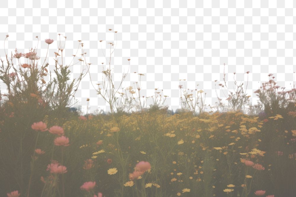 PNG  Sunset flower filed landscape grassland outdoors.