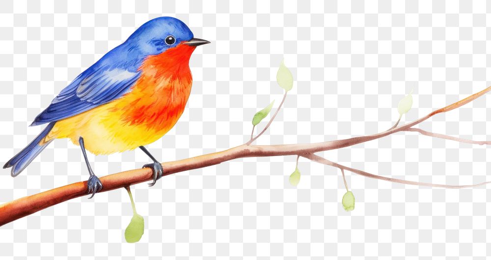 PNG  Bird perched on a branch animal white background creativity.
