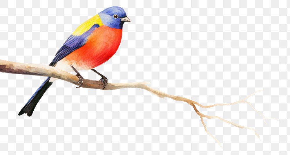 PNG  Bird perched on a branch animal beak white background.