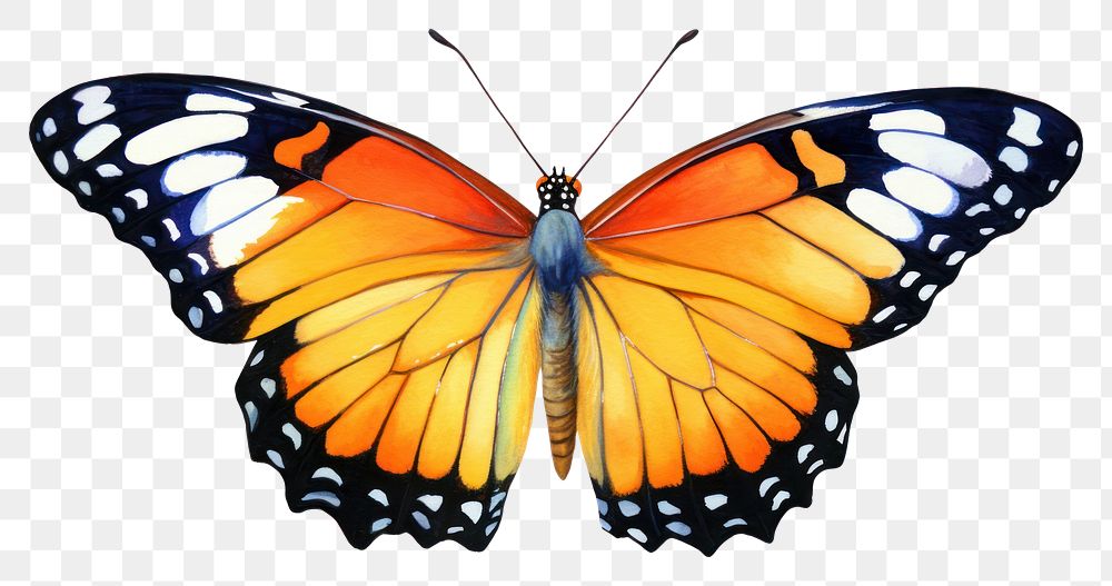 PNG  Butterfly animal insect white background.