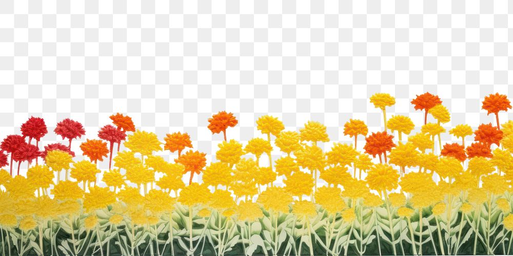 PNG  Chrysanthemum field nature backgrounds chrysanths.