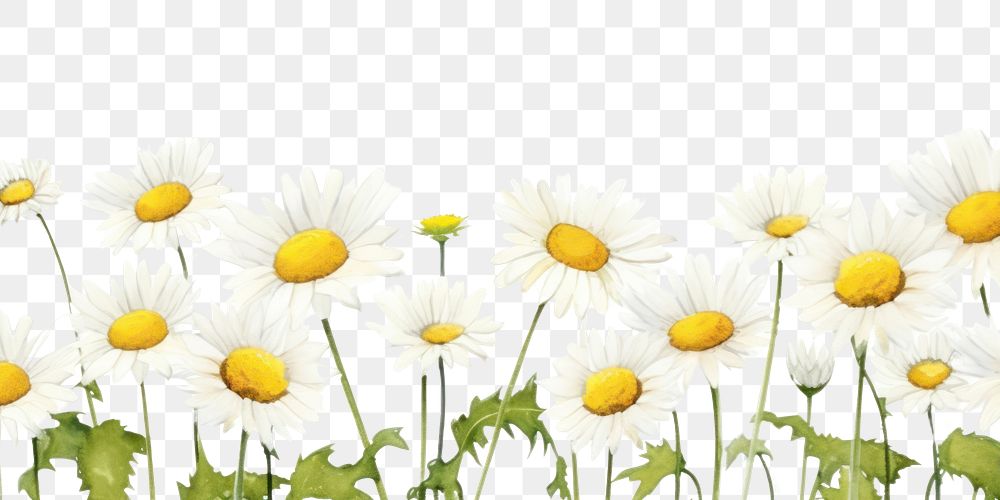 PNG  Daisy flower backgrounds outdoors nature.