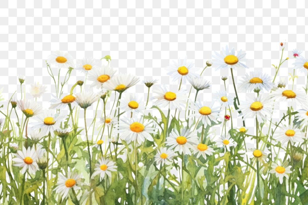 PNG  Daisy flower field nature backgrounds outdoors.