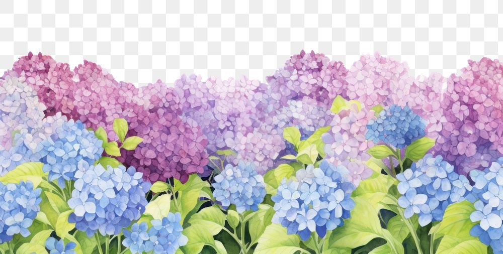 PNG  Hydrangea field backgrounds outdoors blossom.