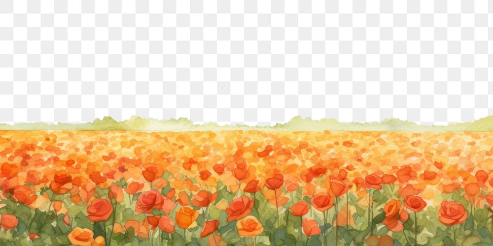 PNG  Orange rose field nature backgrounds outdoors.