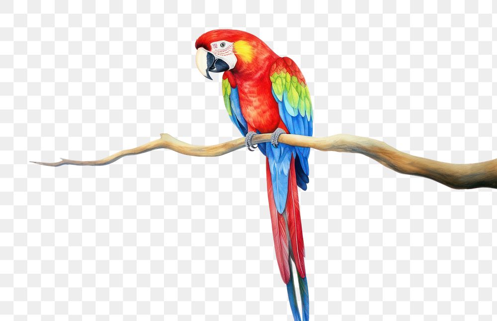 PNG  Parrot animal bird white background.