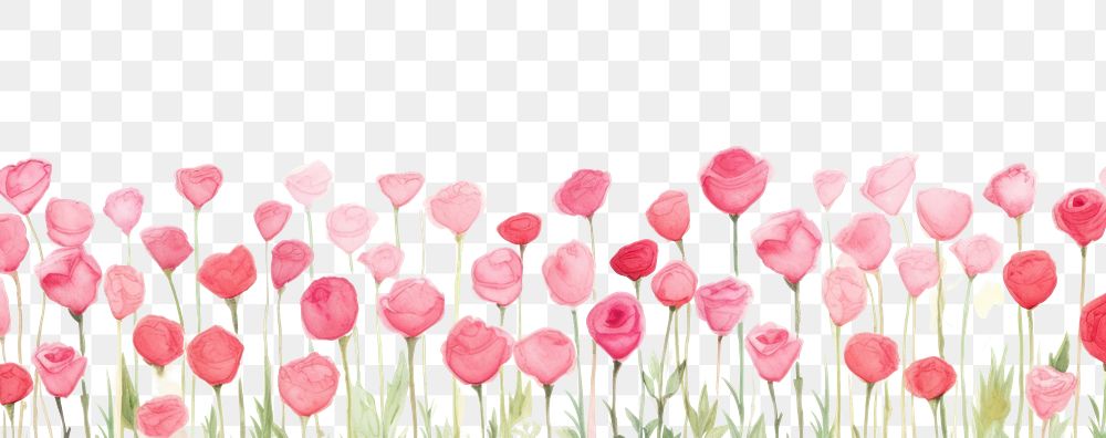 PNG  Pink rose field backgrounds outdoors flower.