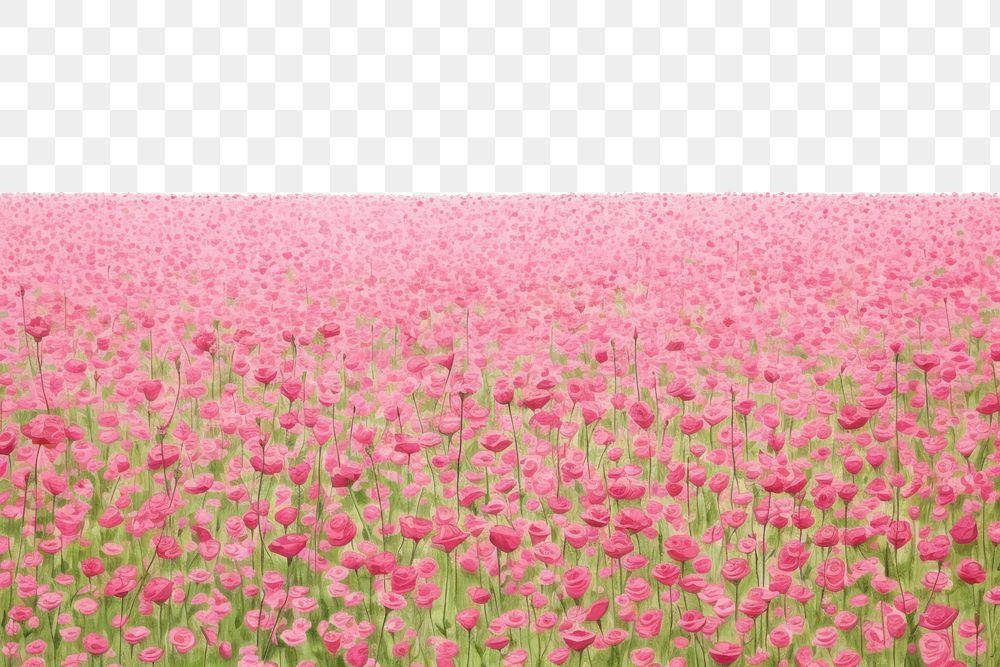 PNG  Pink rose field nature backgrounds outdoors.