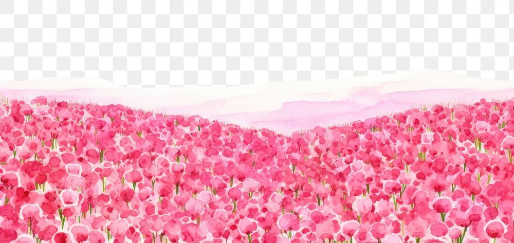 PNG  Pink rose flower field nature backgrounds outdoors.