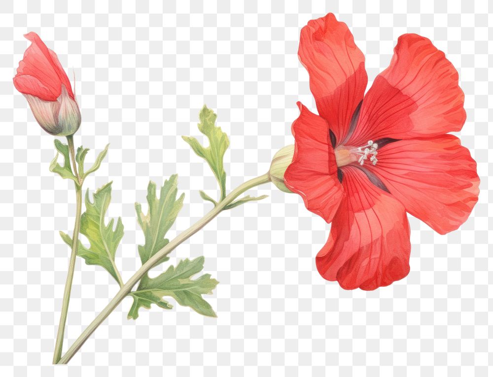 PNG  Hibiscus flower plant white background.