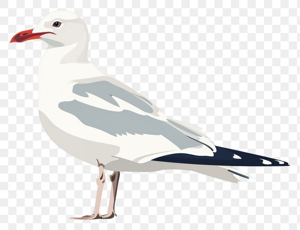 PNG  Seagull animal bird beak.