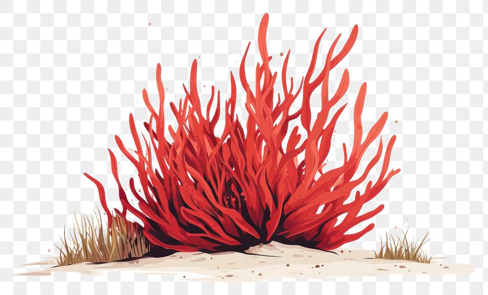 PNG  Red algae outdoors nature plant.