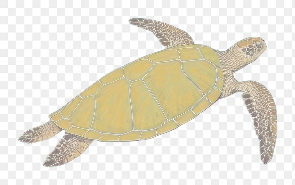 PNG Sea turtle reptile animal wildlife.