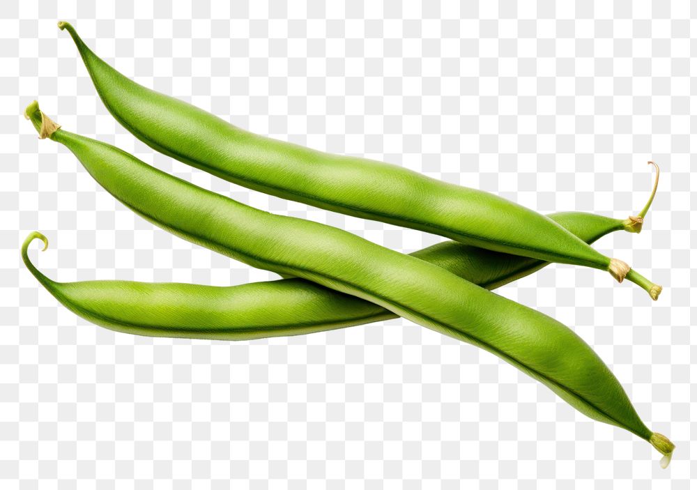 PNG  Green beans vegetable plant green.