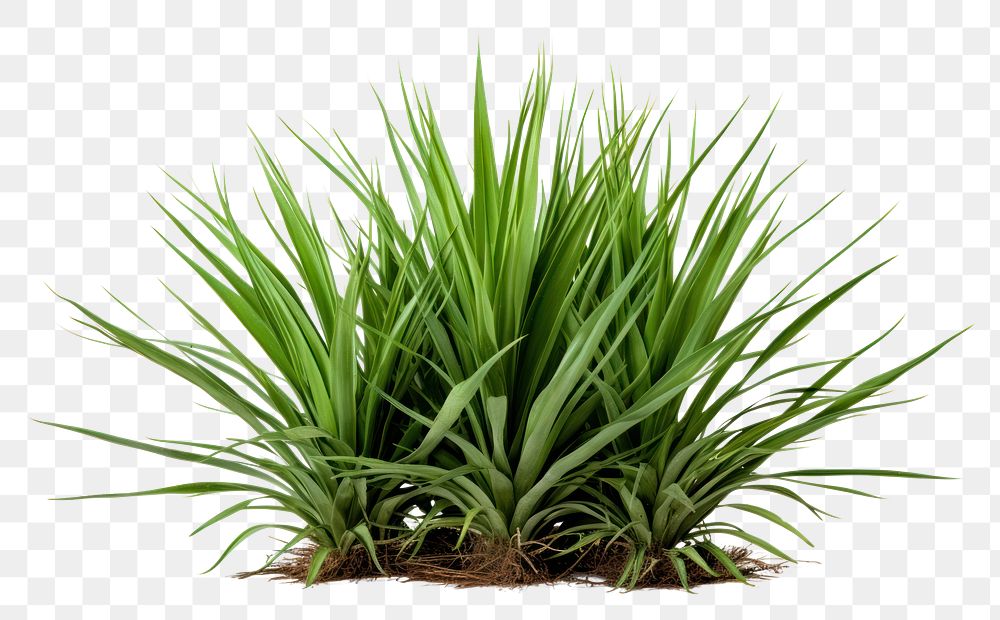 PNG  Green yucca bush plant grass white background.