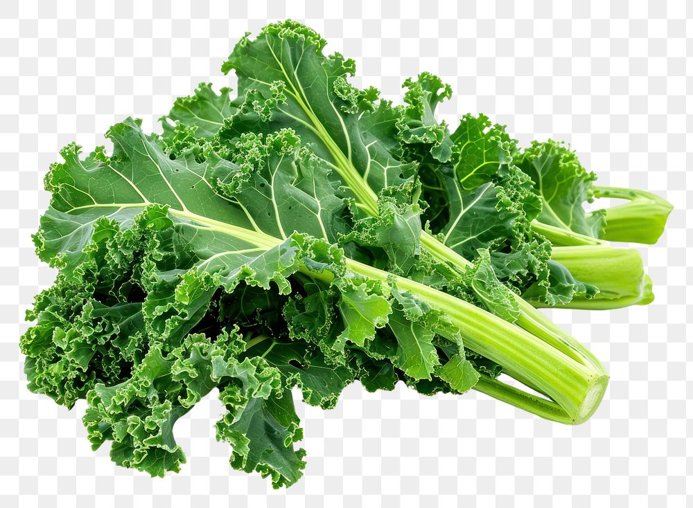 PNG  Fresh Chinese Broccoli kale vegetable broccoli.