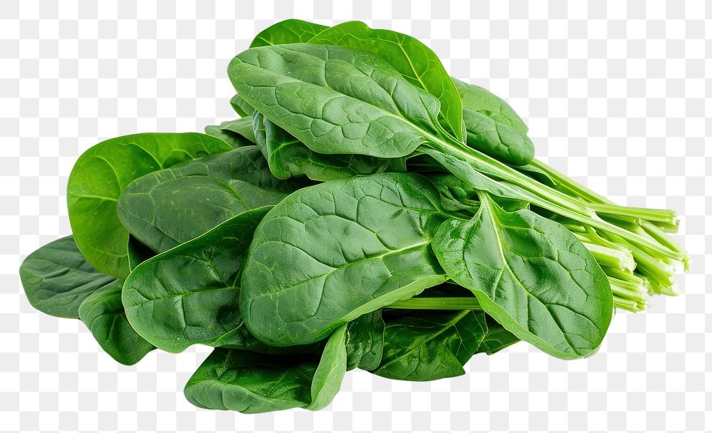 PNG  Fresh spinach vegetable plant food.