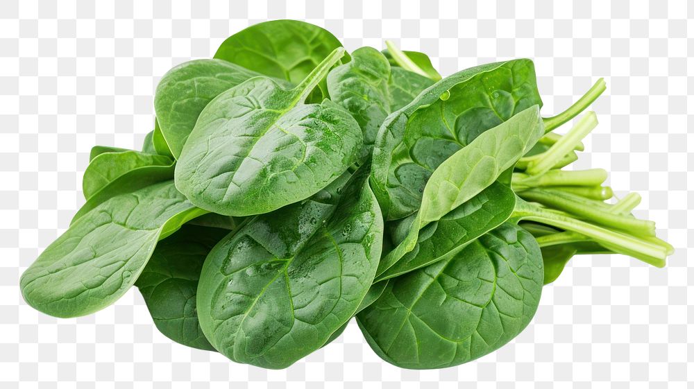 PNG  Spinach vegetable plant food.