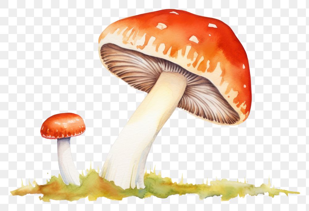 PNG  Mushroom fungus agaric nature.