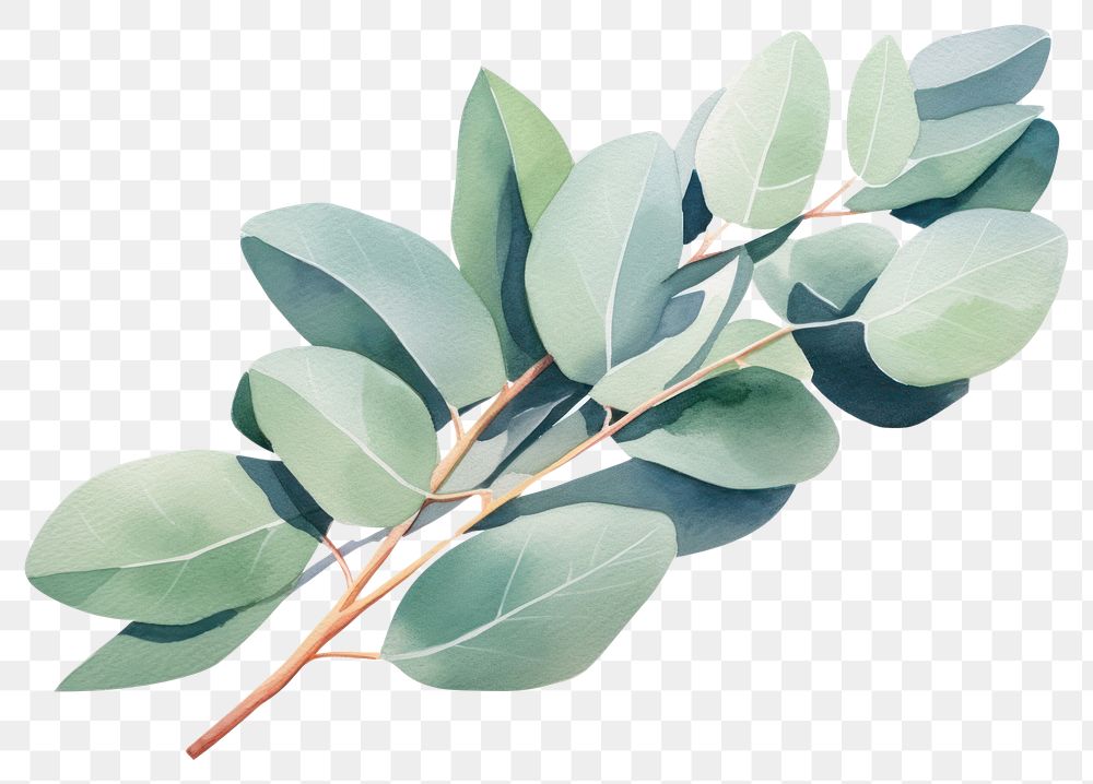 PNG Eucalyptus plant herbs leaf.