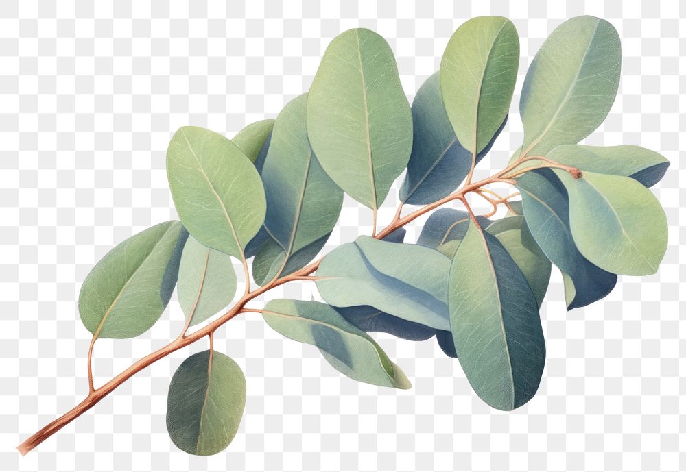 PNG Eucalyptus plant leaf tree.