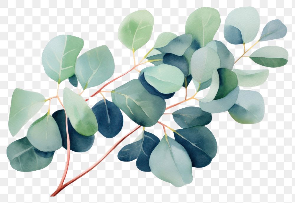 PNG Eucalyptus plant leaf white background.