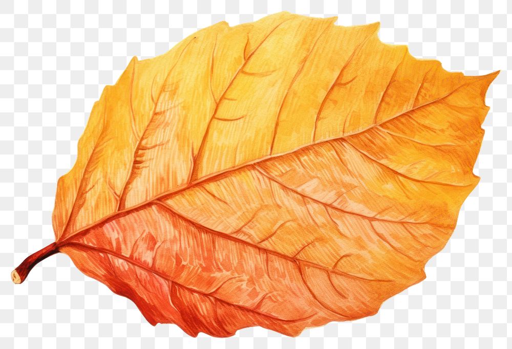 PNG Fall leaf backgrounds plant tree.