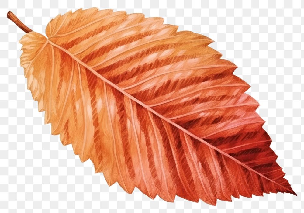 PNG Fall leaf plant tree red.