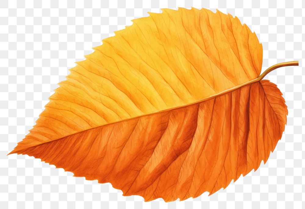 PNG Fall leaf plant tree white background.