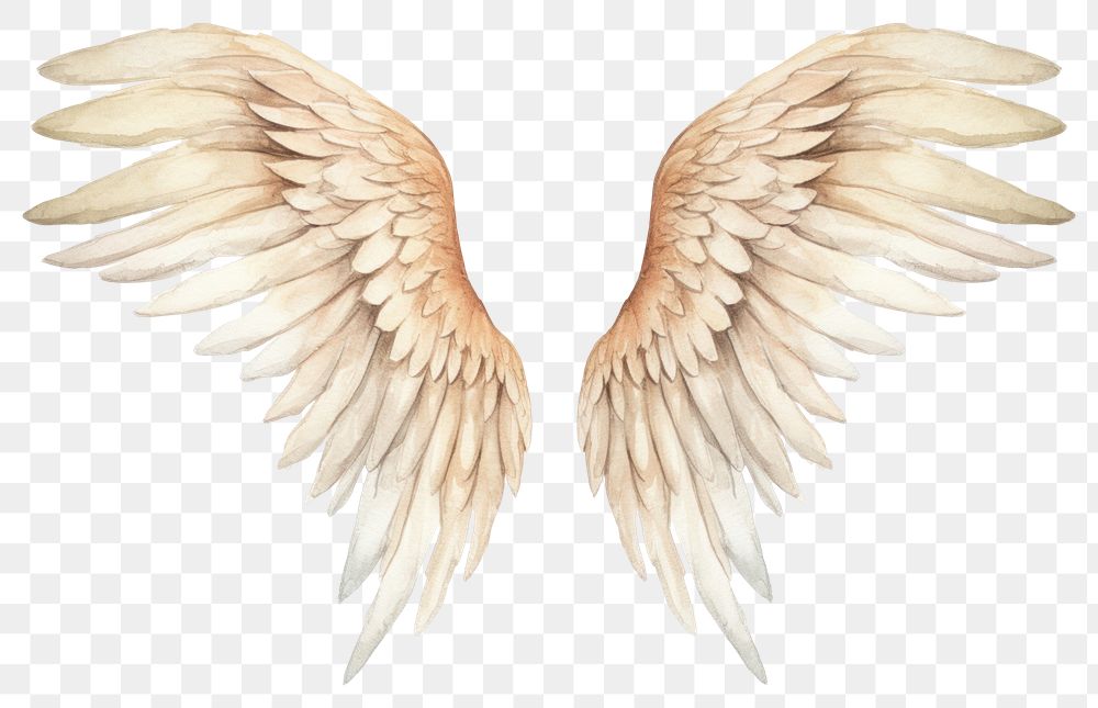 PNG  Angel wings bird white background archangel