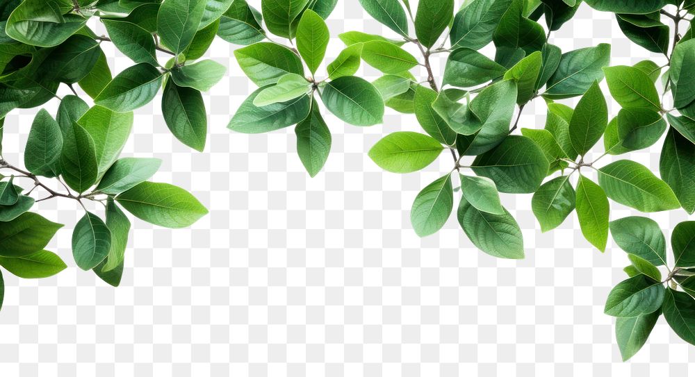 PNG  Mini green leaves backgrounds plant herbs