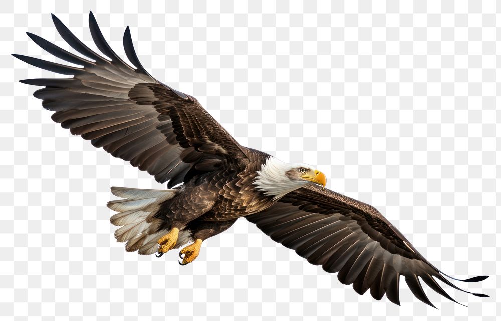PNG  Bald eagle animal flying bird. AI generated Image by rawpixel.