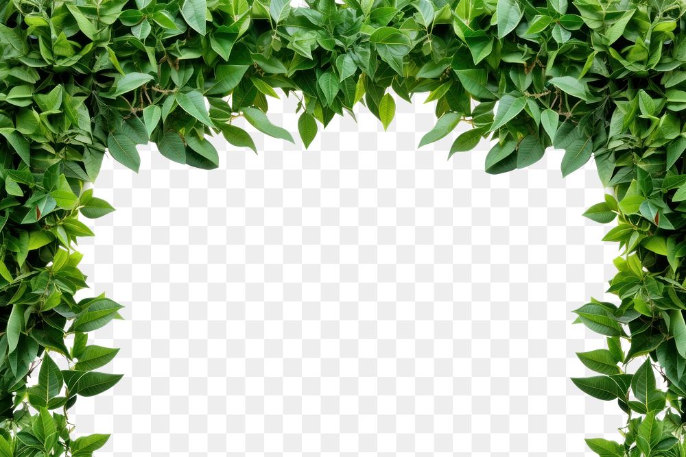 PNG  Frame of green leaves with center space backgrounds plant leaf. AI generated Image by rawpixel.