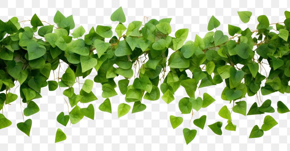 PNG  Small green leaves backgrounds plant herbs. AI generated Image by rawpixel.