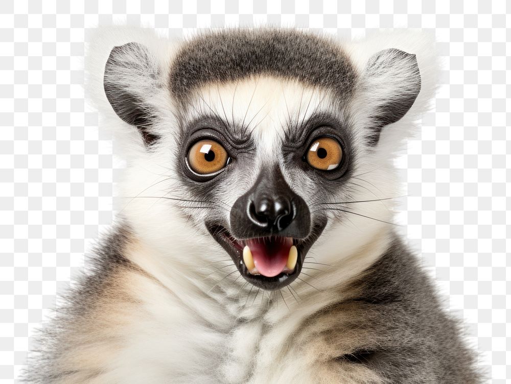 PNG Smiling lemur wildlife animal mammal. AI generated Image by rawpixel.