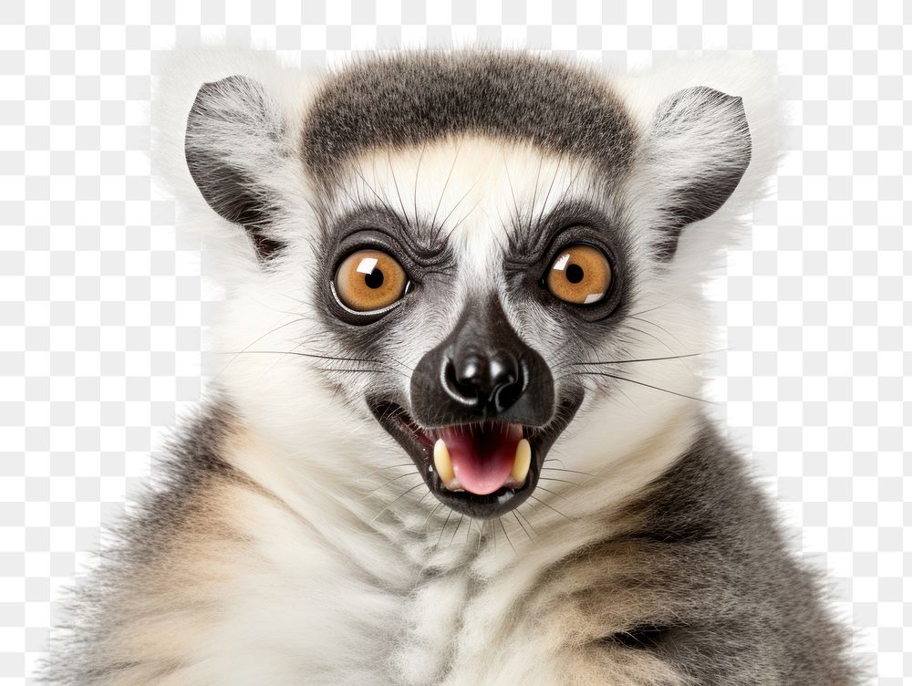 PNG Smiling lemur wildlife animal mammal. 